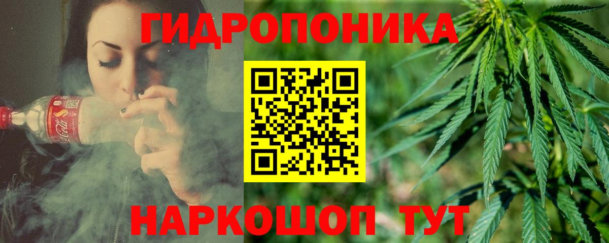 Каннабис сатива Нефтекумск